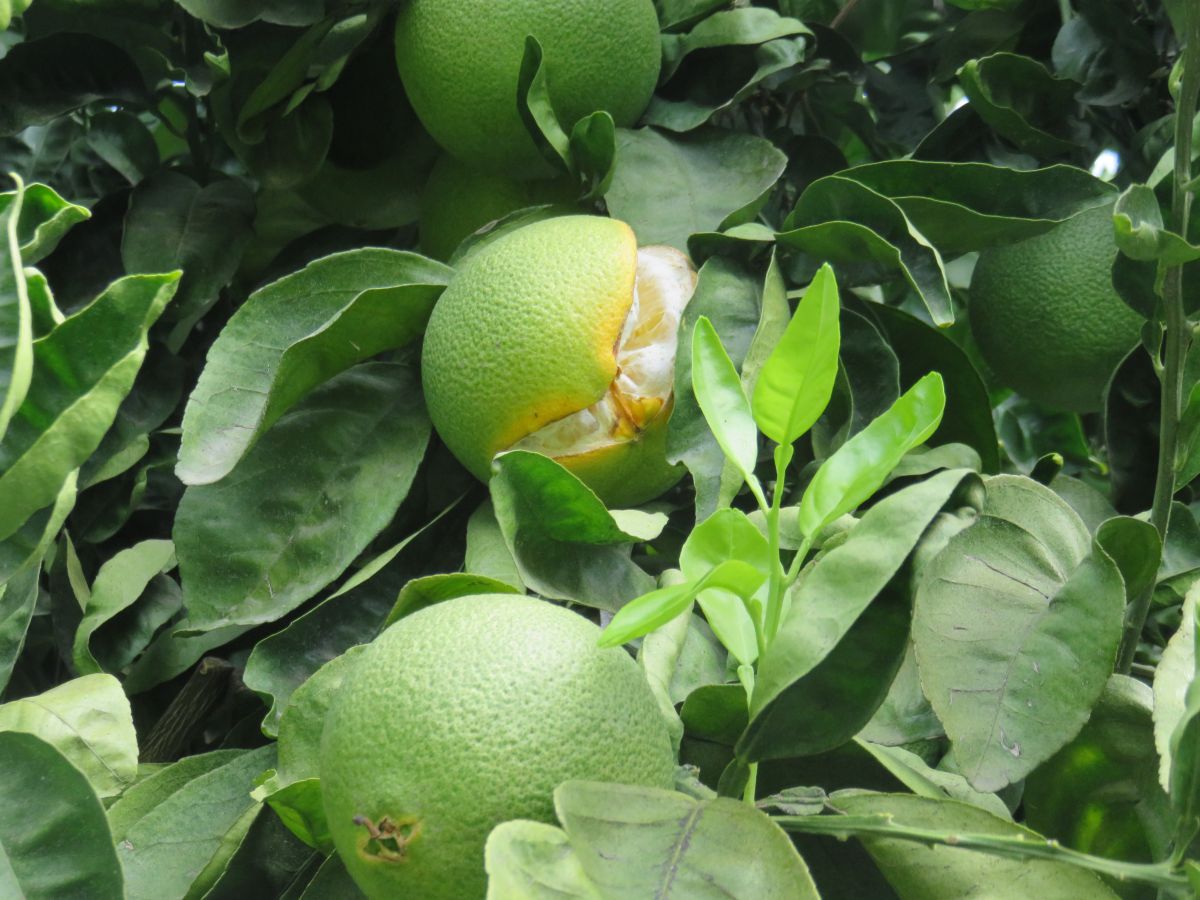 imagini hotel Miramare Beach Side